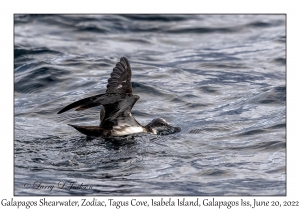 Galapagos Shearwater