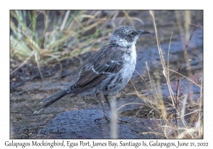 Galapagos Mockingbird