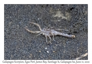 Galapagos Scorpion