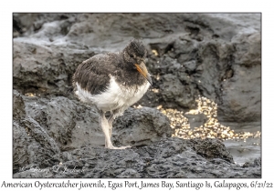 American Oystercatcher juvenile