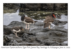 American Oystercatchers