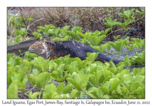 Land Iguana