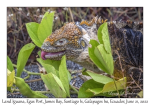 Land Iguana