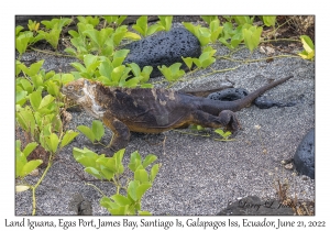 Land Iguana