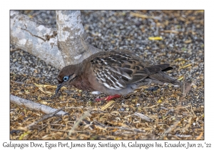 Galapagos Dove