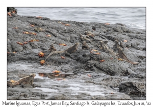 Marine Iguanas