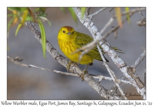 Yellow Warbler male