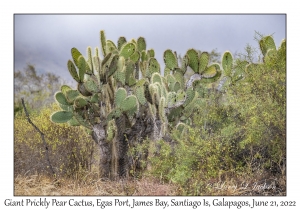 Giant Prickly Pear Cactus