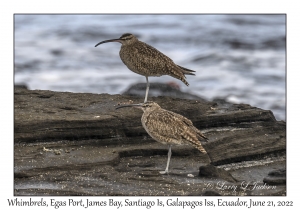 Whimbrels