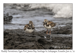 Ruddy Turnstones