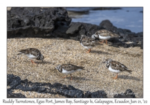 Ruddy Turnstones