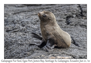 Galapagos Fur Seal