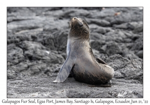 Galapagos Fur Seal