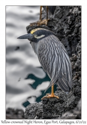 Yellow-crowned Night Heron