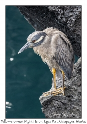 Yellow-crowned Night Heron