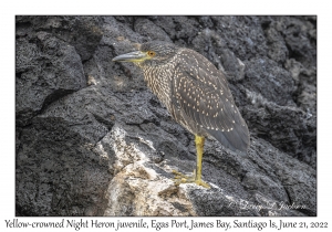 Yellow-crowned Night Heron juvenile