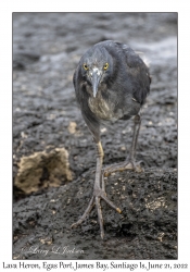 Lava Heron