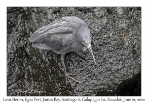 Lava Heron