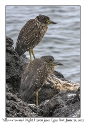 Yellow-crowned Night Heron juveniles