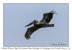 Brown Pelican