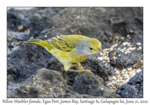 Yellow Warbler female