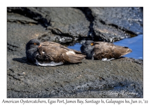 American Oystercatchers