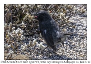 Small Ground Finch male