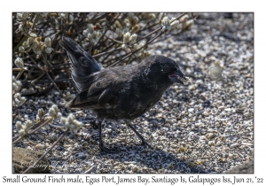 Small Ground Finch male