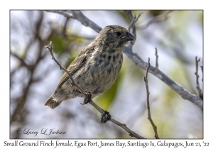 Small Ground Finch female