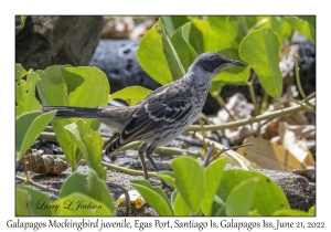 Galapagos Mockingbird