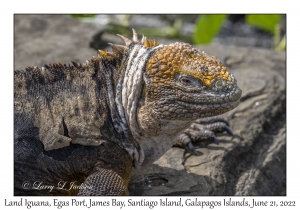 Land Iguana