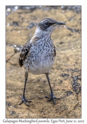 Galapagos Mockingbird