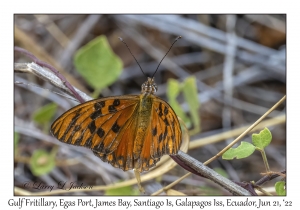 Gulf Fritillary