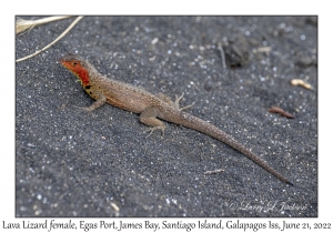 Lava Lizard female