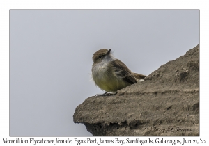 Vermilion Flycathcer female