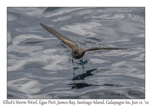 Elliot's Storm Petrel