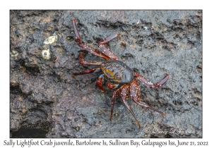 Sally Lightfoot Crab juvenile