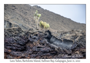 Lava Tubes