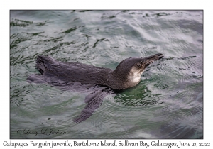 Galapagos Penguin juvenile