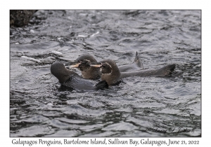 Galapagos Penguins