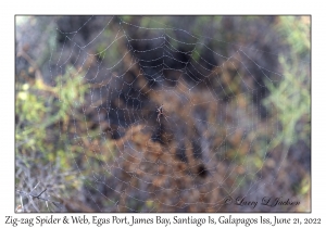 Zig-zag Spider & Web