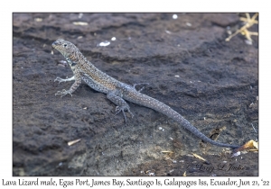 Lava Lizard male