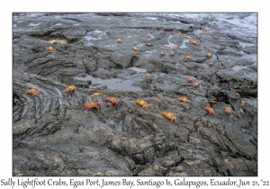 Sally Lightfoot Crabs