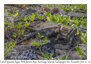 Land Iguana