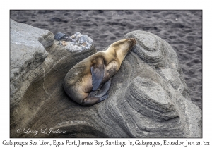 Galapagos Sea Lion