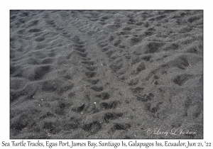 Sea Turtle Tracks