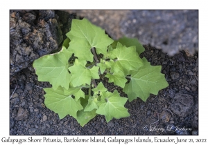 Galapagos Shore Petunia