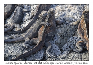 Marine Iguanas