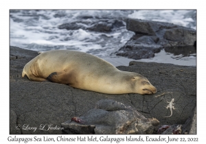 Galapagos Sea Lion