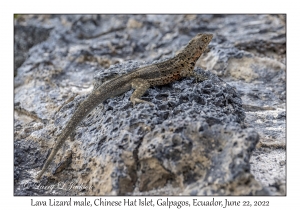 Lava Lizard male